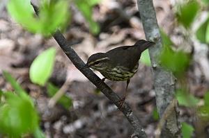 045 Waterthrush, Northern, 2023-05120136 Parker River NWR, MA